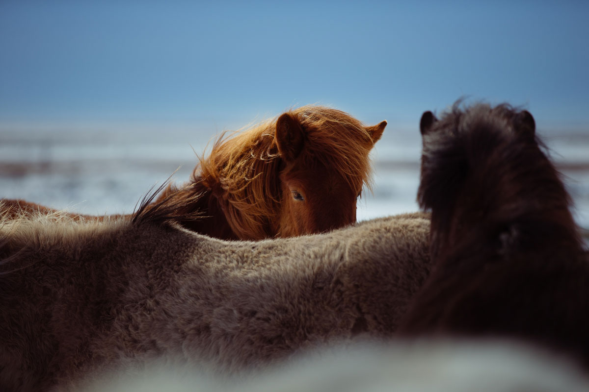 hand-outdoor-sand-morning-animal-horse-114552-pxhere