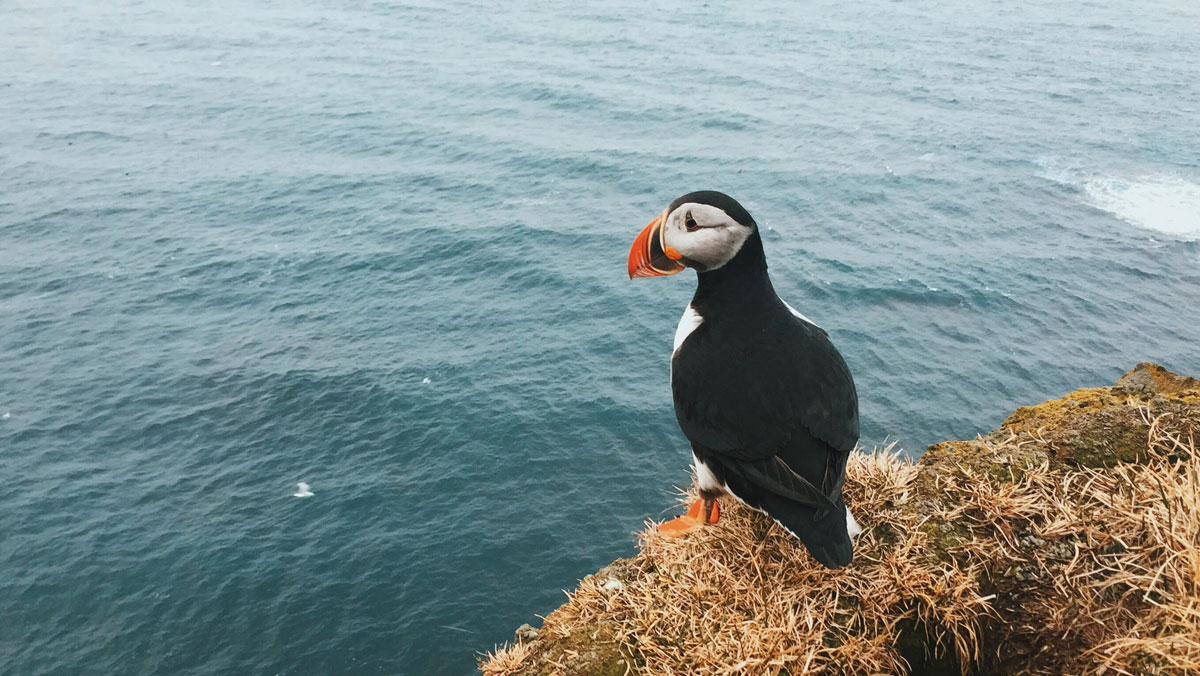 sea-coast-water-ocean-bird-animal-136776-pxhere